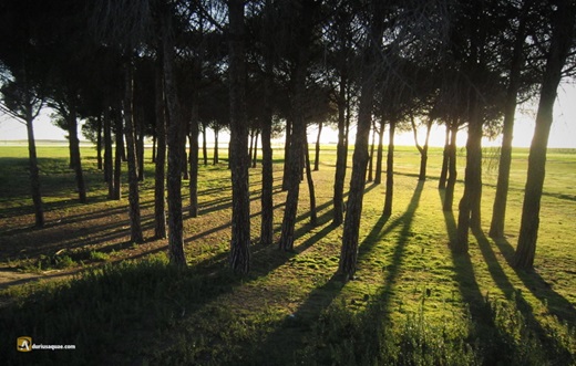 Pinar al atardecer, hora de recogerse.