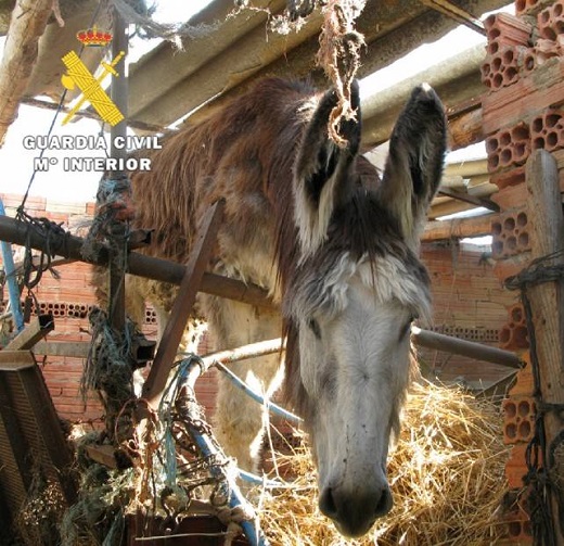 La Guardia Civil auxilia a tres burros que se encontraban abandonados