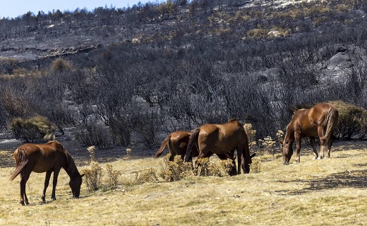 Caballos pastan cerca de una zona calcinada por el incendio de Navalacruz. / RICARDO MUÑOZ-MARTÍN/ICAL