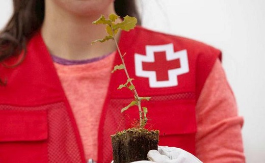 Cruz Roja en Castilla y León planta 26.056 árboles en Medina del Campo (Valladolid) para compensar 724 toneladas de dióxido de carbono.