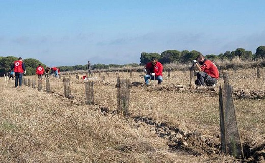 Cruz Roja en Castilla y León planta 26.056 árboles en Medina del Campo (Valladolid) para compensar 724 toneladas de dióxido de carbono. / ICAL