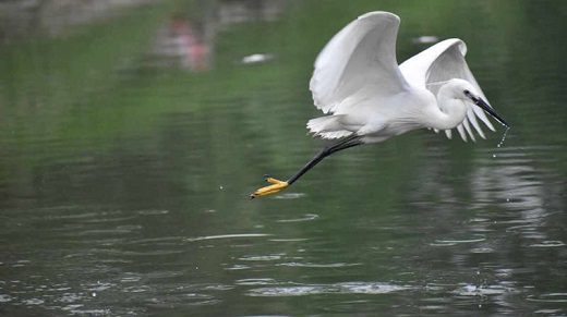 Proporcionado por El Independiente Grulla siberiana en un lago de Medina del Campo