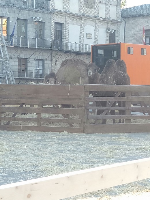 Los camellos de Sus Majestades ya se encuentran en Medina del Campo. / CH. D.