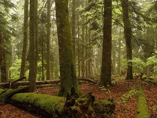 Bosques antiguos y primigenios de hayas de los Carpatos y otras regiones de Europa