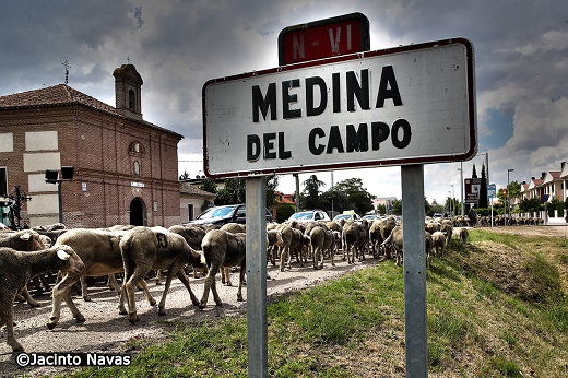 Trashumancia en Medina del Campo- 03-06-2021