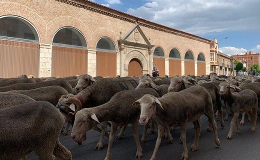 Rebaño de ovejas pasando por las calles de Medina del Campo, en Valladolid. / PATRICIA GONZÁLEZ