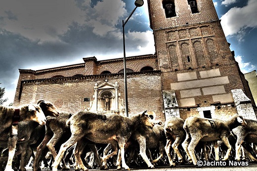 Trashumancia en Medina del Campo- 03-06-2021