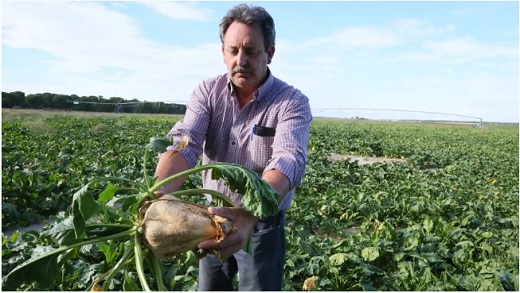 Un agricultor de Medina del Campo observa el estado de la remolacha en una de las tierras que cultiva