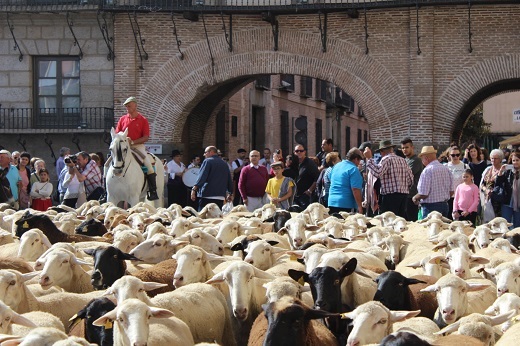 Un rebaño de 700 ovejas atravesará Medina del Campo este domingo