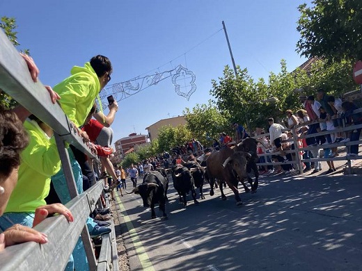 Primer encierro de las Fiestas de Medina del Campo.