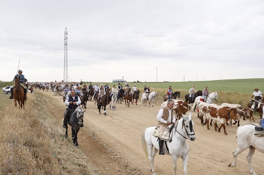 8ª Feria del Caballo. Medina del Campo, en Valladolidad, celebra este fin de semana su Feria ecuestre que cuenta con un programa de actividades que comenzarán en la plaza de toros. La principal novedad de esta edición es un paseo de bueyes