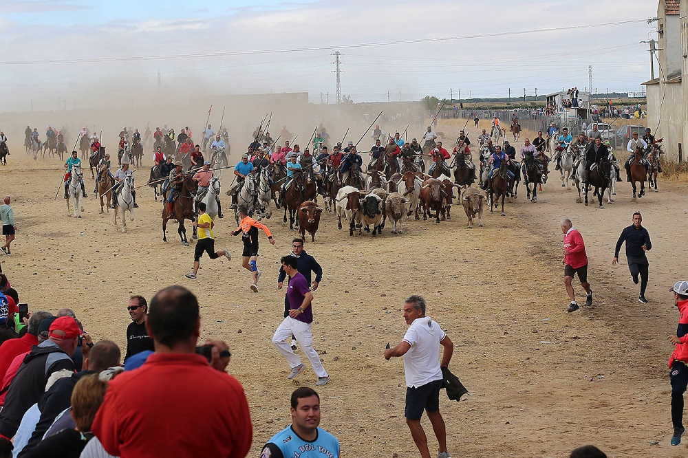 Encierro martes 06/09/2022 de las Ferias y Fiestas de San Antolín en Medina del Campo (REGRESAMOS)