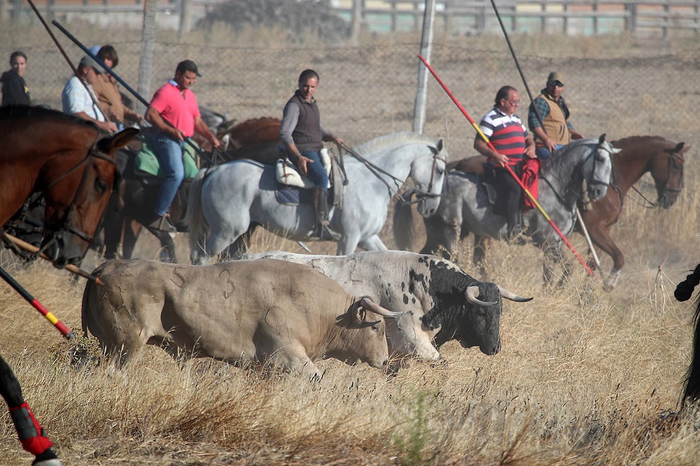 Encierro martes 06/09/2022 de las Ferias y Fiestas de San Antolín en Medina del Campo (REGRESAMOS)