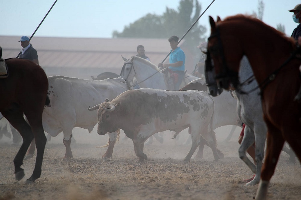 Encierro martes 06/09/2022 de las Ferias y Fiestas de San Antolín en Medina del Campo (REGRESAMOS)