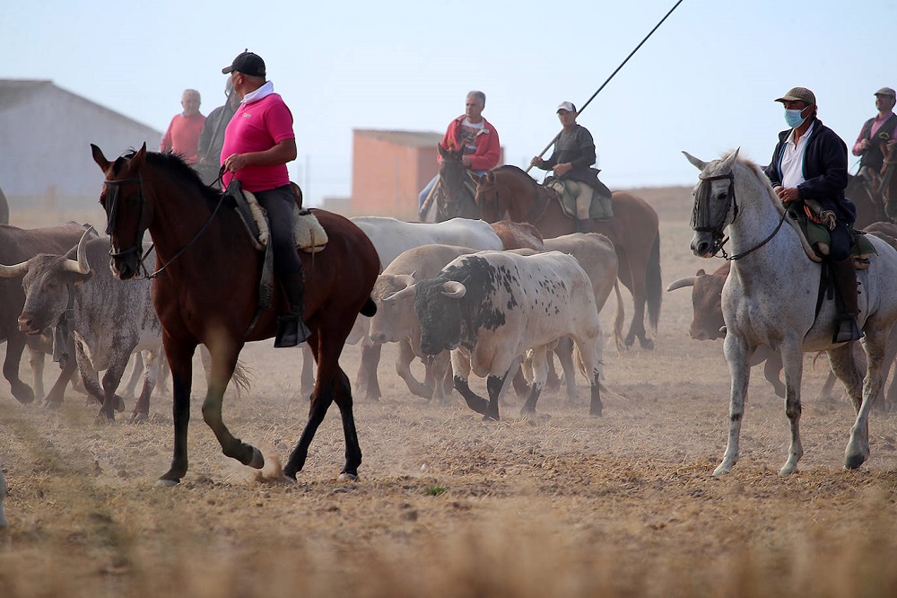 Encierro martes 06/09/2022 de las Ferias y Fiestas de San Antolín en Medina del Campo (REGRESAMOS)