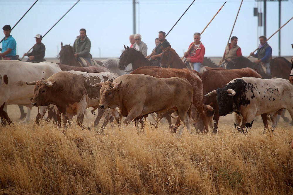 Encierro martes 06/09/2022 de las Ferias y Fiestas de San Antolín en Medina del Campo (REGRESAMOS)