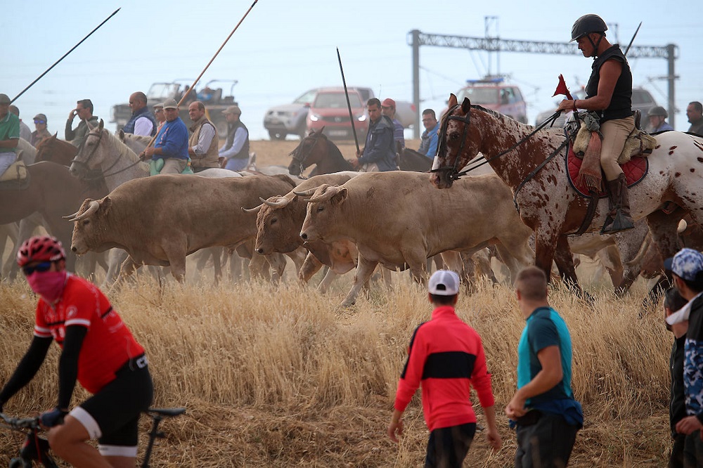 Encierro martes 06/09/2022 de las Ferias y Fiestas de San Antolín en Medina del Campo (REGRESAMOS)