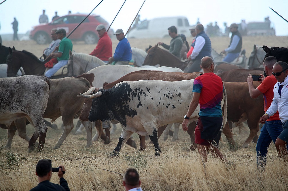 Encierro martes 06/09/2022 de las Ferias y Fiestas de San Antolín en Medina del Campo (REGRESAMOS)