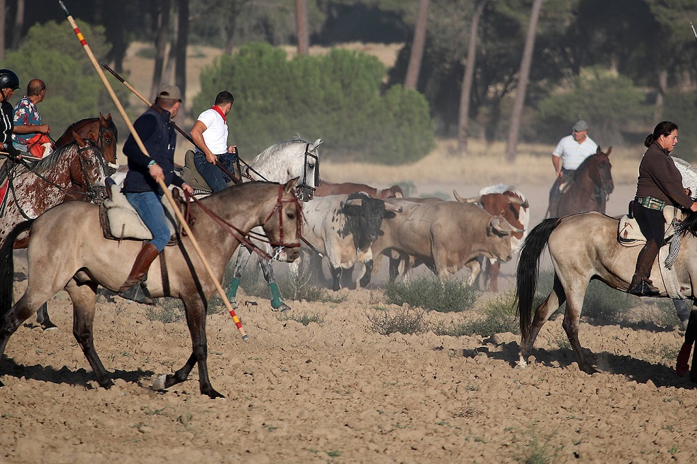 Encierro martes 06/09/2022 de las Ferias y Fiestas de San Antolín en Medina del Campo (REGRESAMOS)