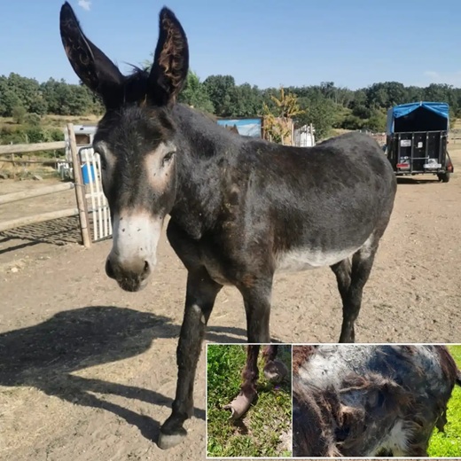 El burro Ant&oacute;n en una imagen comparativa entre el estado en el que lleg&oacute; al santuario y la actualidad
