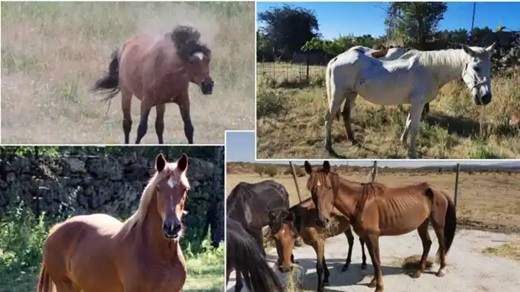 Algunos de los habitantes de Winston. Arriba: Gal&aacute;n y Loretta