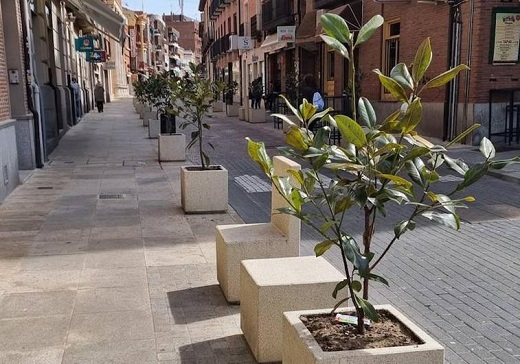 Magnolios sustituidos en la calle Simón Ruiz de Medina del Campo. El Norte
