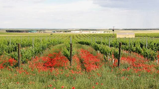 Viñedo ecológico de Finca las Caraballas – Imagen de la bodega