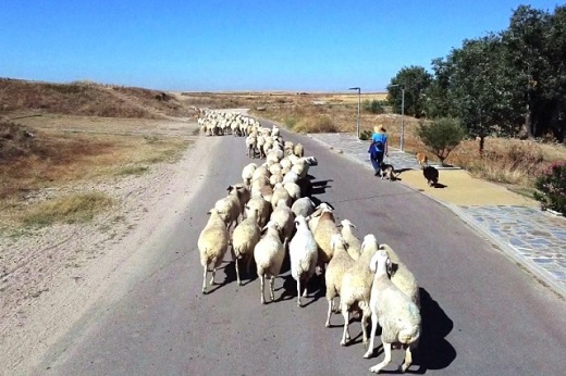 Fresno el Viejo impulsa un nuevo proyecto patrimonial enfocado a la trashumancia y al turismo de caminos.