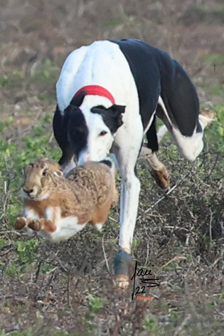 Sorteo de las fases previas en CYL del LXXXVI Cto. España de Galgos en Campo.