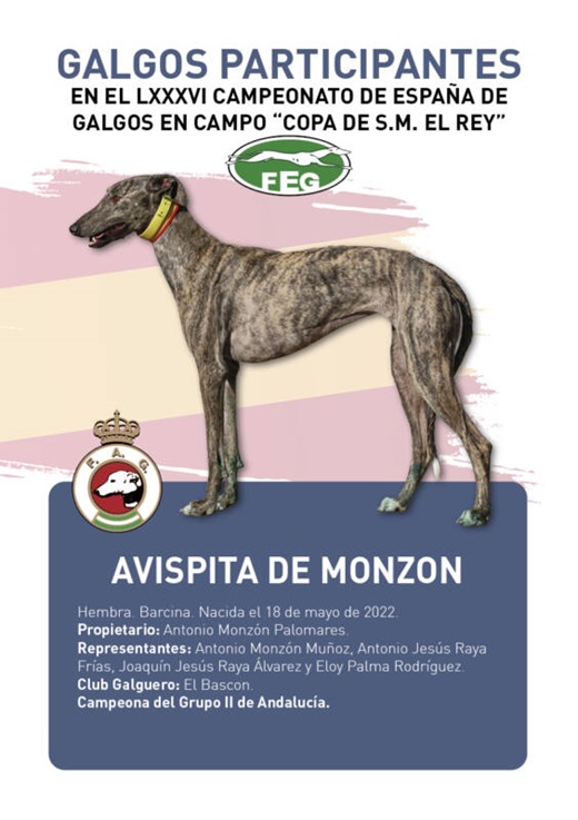 AVISPITA DE MONZON