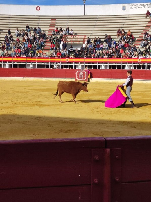 Medina del Campo celebra un tentadero público para inaugurar los arreglos en dos salas de su Plaza de Toros