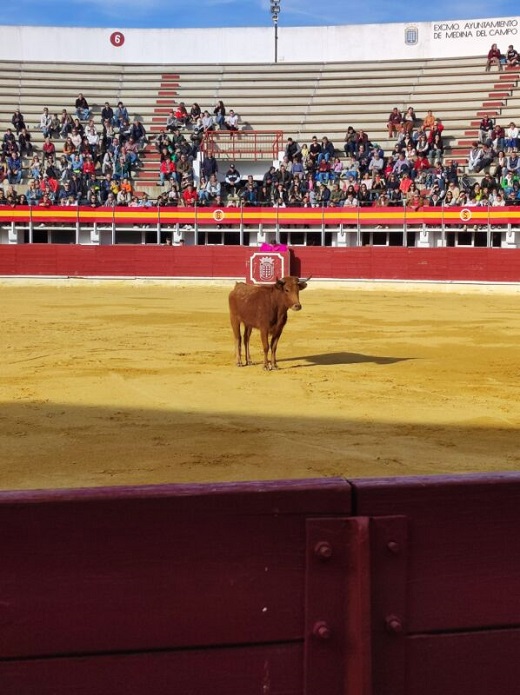 

Medina del Campo celebra un tentadero público para inaugurar los arreglos en dos salas de su Plaza de Toros