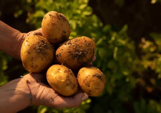 Patatas de primera calidad.