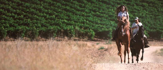 El recorrido es apto para hacerlo a caballo, a pie o en bicicleta.
Foto: RUTA DEL VINO DE RUEDA