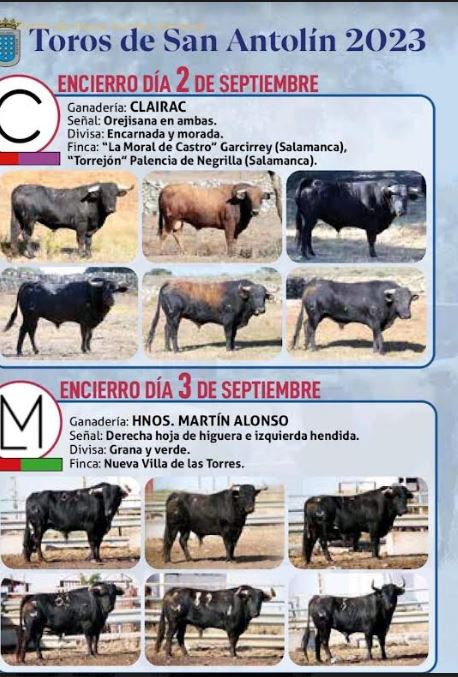 Los toros que protagonizarán los encierros de las fiestas de San Antolín, en foto.