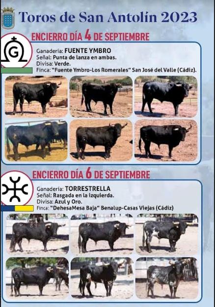 Los toros que protagonizarán los encierros de las fiestas de San Antolín, en foto.