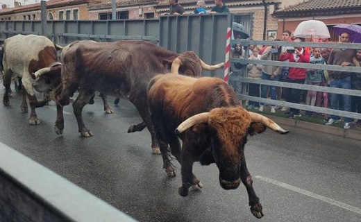 Los novillos de la Ganadería de Vellosino, este jueves, en las calles de Medina. / P. G. R.