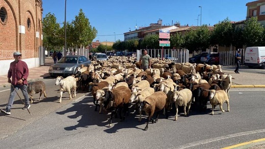 Trashumancia en Medina del Campo