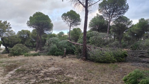Pinar de Medina del Campo donde ya se ha intervenido // Fuente: Concejalía de Medioambiente