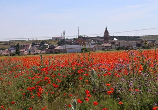 ampo de amapolas, junto a la localidad de Rueda. Rodrigo Ucero 