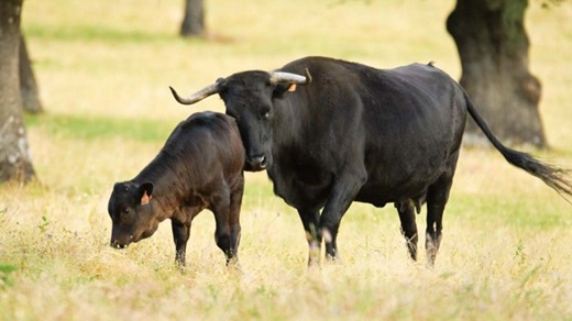 Conservación del patrimonio genético y apoyo a ganaderos locales. Conservación del patrimonio genético y apoyo a ganaderos locales.