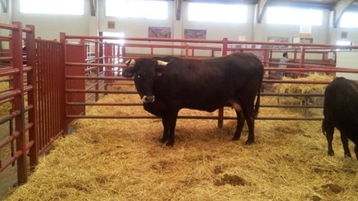 Conservación del patrimonio genético y apoyo a ganaderos locales. Conservación del patrimonio genético y apoyo a ganaderos locales.