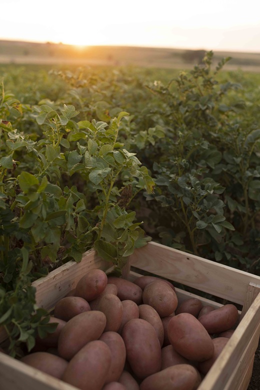 Cuentan con 200 referencias de patatas y quieren replicar su &eacute;xito con el boniato y la cebolla.