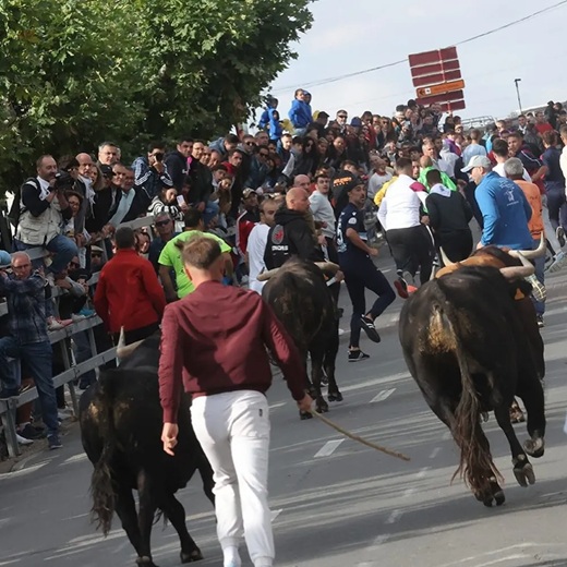 Imagen del encierro de las Fiestas de San Antolín en Medina del Campo / 2024. Foto::Ayuntamiento de Medina del Campo