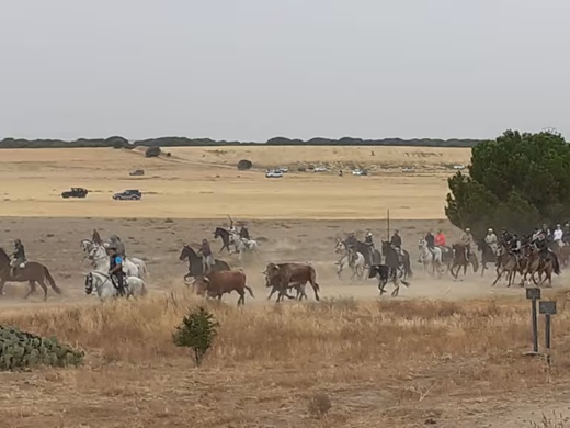 Imagen del último encierro de las Fiestas de San Antolín en Medina del Campo / Cadena SER