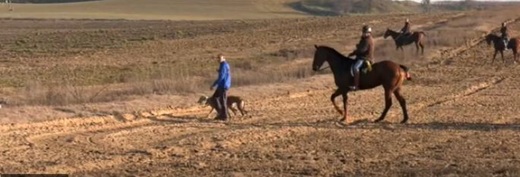 Campeonato de Espa&ntilde;a de Galgos en Campo, en una imagen de archivo